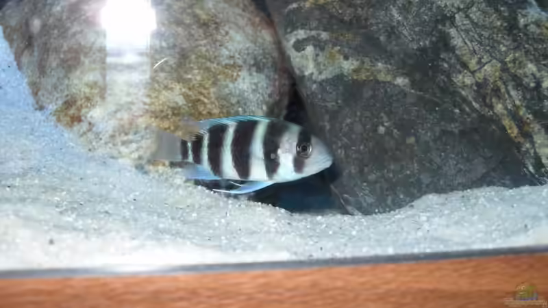 Besatz im Aquarium Meins von Milchr75 (43)