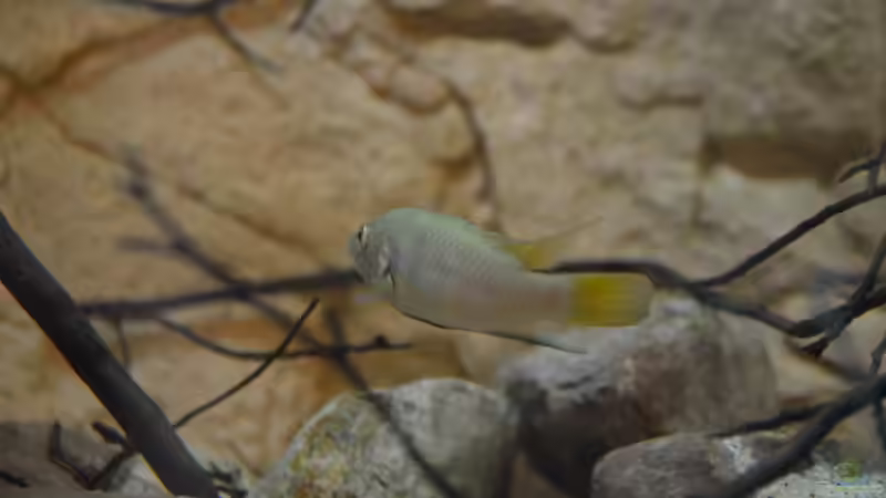 Besatz im Aquarium Menja River Biotop / Nur noch Beispiel / von Didi (25)