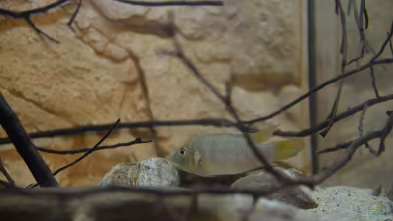 Besatz im Aquarium Menja River Biotop / Nur noch Beispiel / von Didi (27)