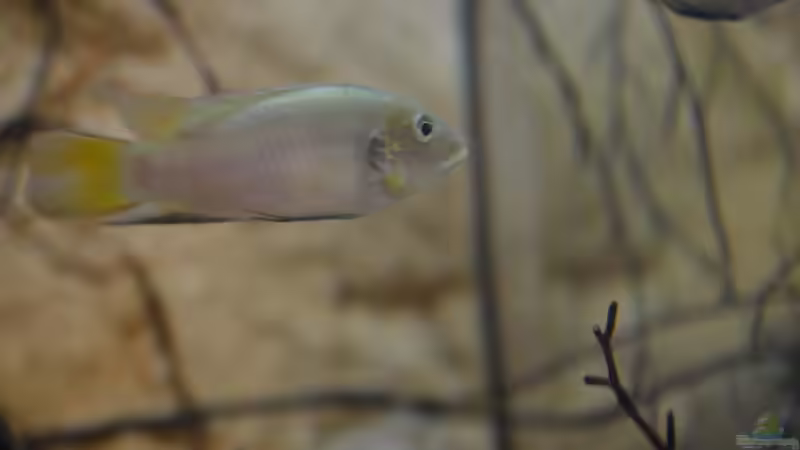 Besatz im Aquarium Menja River Biotop / Nur noch Beispiel / von Didi (29)