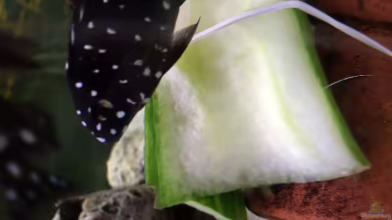 Besatz im Aquarium Merlins Tanganjika Traum von Arielle (14)