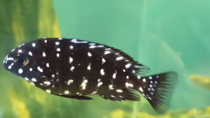 Besatz im Aquarium Merlins Tanganjika Traum von Arielle (15)