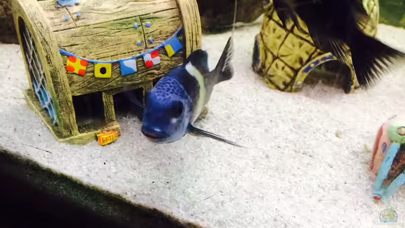 Besatz im Aquarium Merlins Tanganjika Traum von Arielle (16)