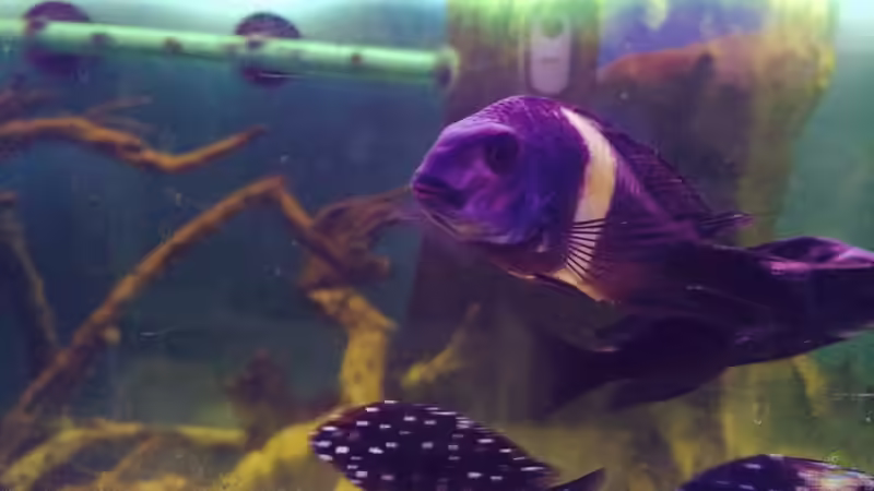 Besatz im Aquarium Merlins Tanganjika Traum von Arielle (17)