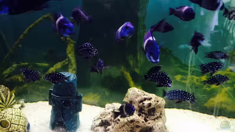 Besatz im Aquarium Merlins Tanganjika Traum von Arielle (18)