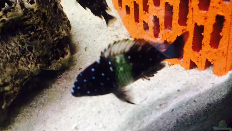 Besatz im Aquarium Merlins Tanganjika Traum von Arielle (20)