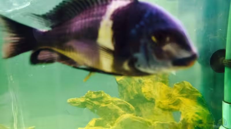 Besatz im Aquarium Merlins Tanganjika Traum von Arielle (22)