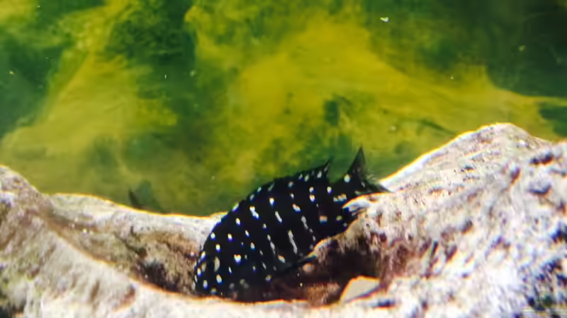 Besatz im Aquarium Merlins Tanganjika Traum von Arielle (23)