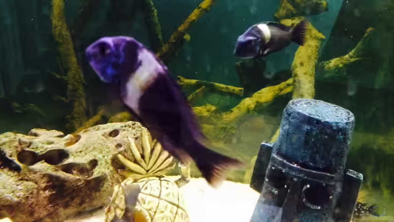 Besatz im Aquarium Merlins Tanganjika Traum von Arielle (25)