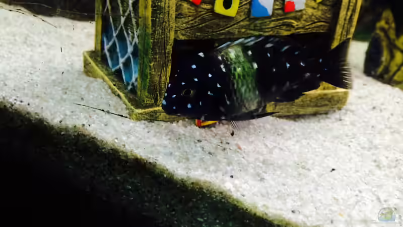 Besatz im Aquarium Merlins Tanganjika Traum von Arielle (26)