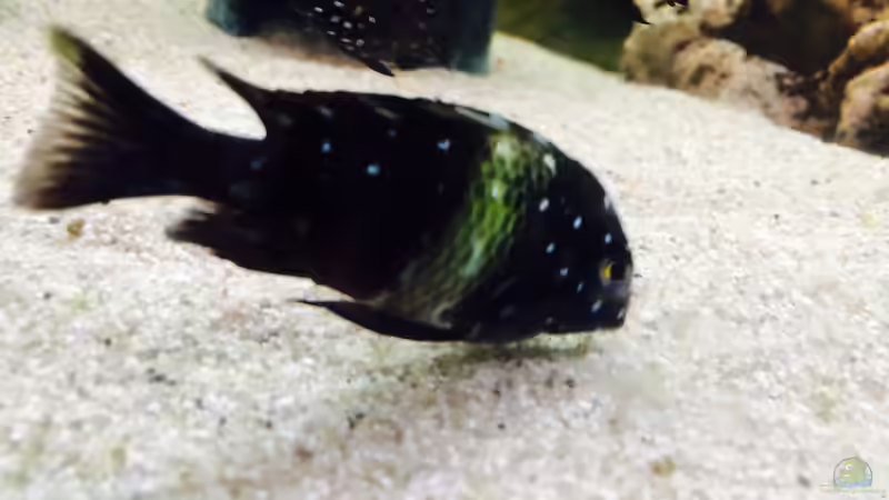 Besatz im Aquarium Merlins Tanganjika Traum von Arielle (27)