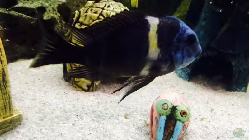 Besatz im Aquarium Merlins Tanganjika Traum von Arielle (28)