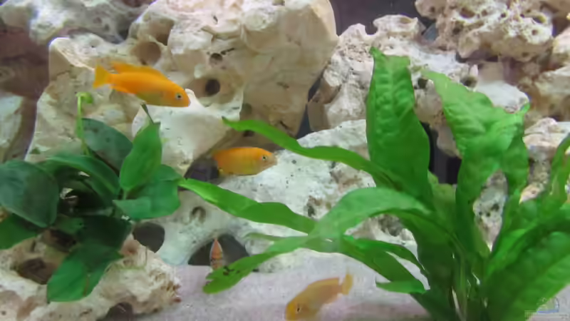 Besatz im Aquarium Metalhead`s Malawi Pfütze von Metalhead672 (15)