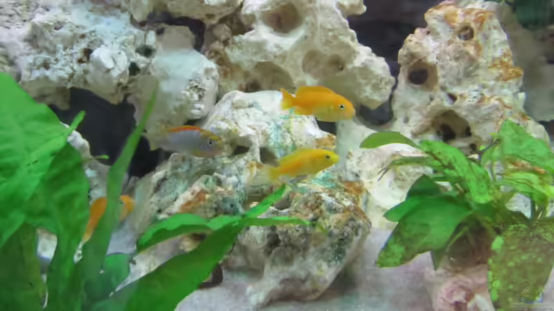 Besatz im Aquarium Metalhead`s Malawi Pfütze von Metalhead672 (17)