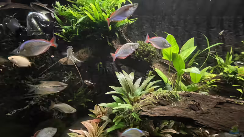 Besatz im Aquarium Metamorphoses von Thilo (45)