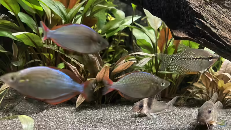 Besatz im Aquarium Metamorphoses von Thilo (47)