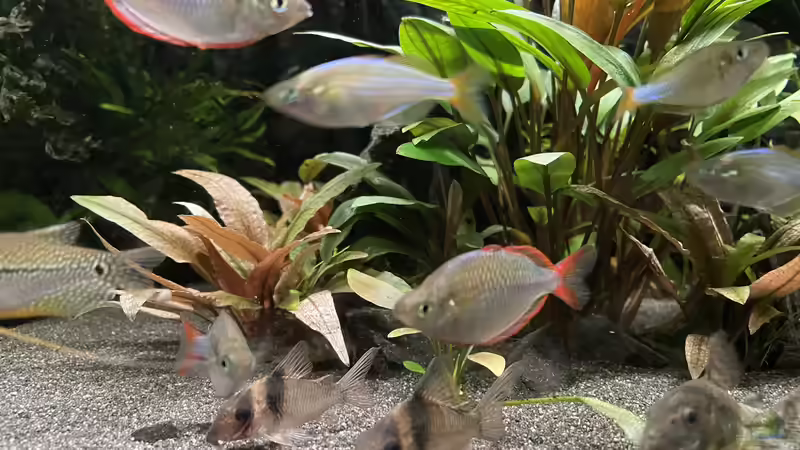 Besatz im Aquarium Metamorphoses von Thilo (48)