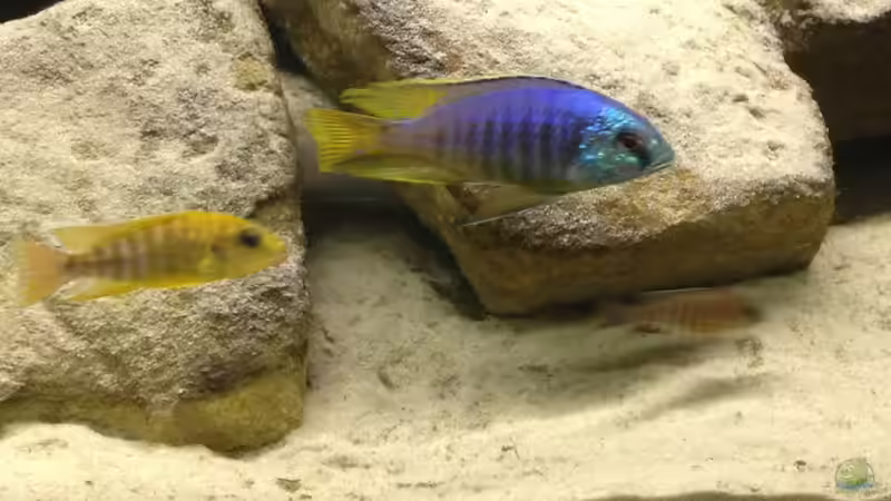 Besatz im Aquarium Micha´s Malawi Tank (Nur noch als Beispiel) von TheToxicAvenger (10)