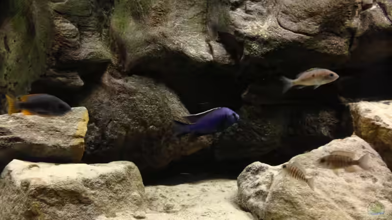 Besatz im Aquarium Micha´s Malawi Tank (Nur noch als Beispiel) von TheToxicAvenger (11)