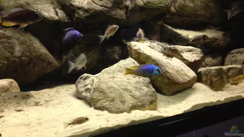 Besatz im Aquarium Micha´s Malawi Tank (Nur noch als Beispiel) von TheToxicAvenger (12)