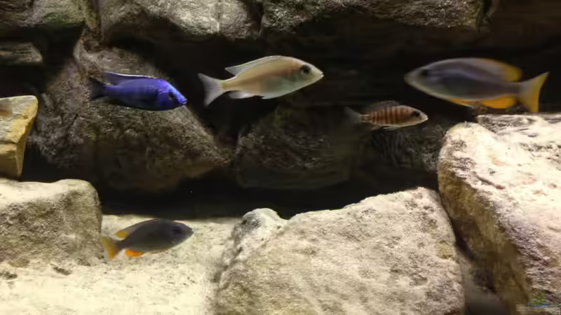 Besatz im Aquarium Micha´s Malawi Tank (Nur noch als Beispiel) von TheToxicAvenger (13)