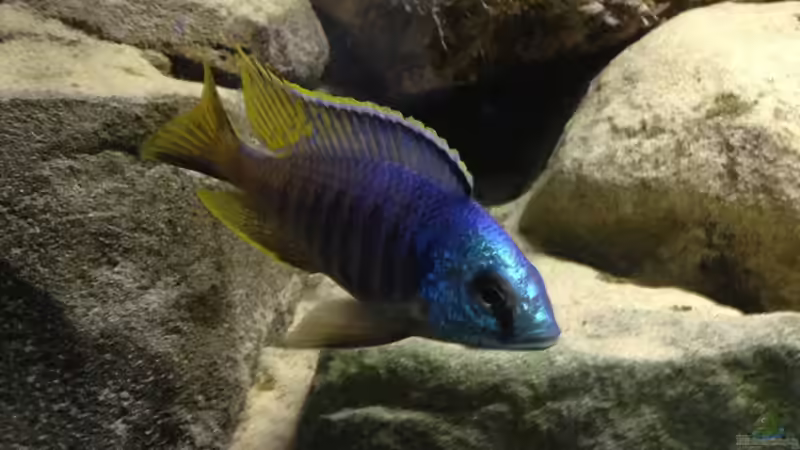 Besatz im Aquarium Micha´s Malawi Tank (Nur noch als Beispiel) von TheToxicAvenger (14)