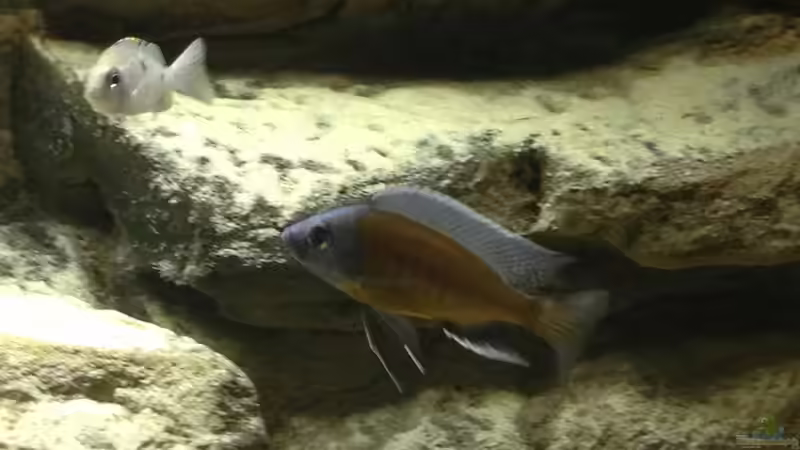 Besatz im Aquarium Micha´s Malawi Tank (Nur noch als Beispiel) von TheToxicAvenger (9)