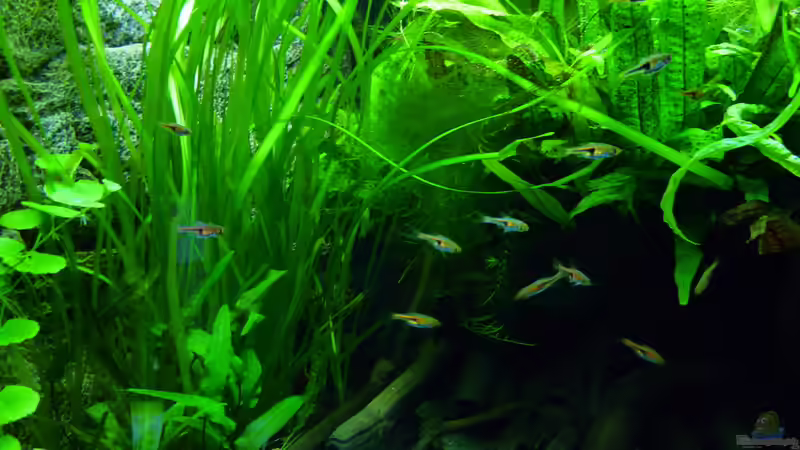 Besatz im Aquarium Micro-Dschungel von Steffen S. (17)