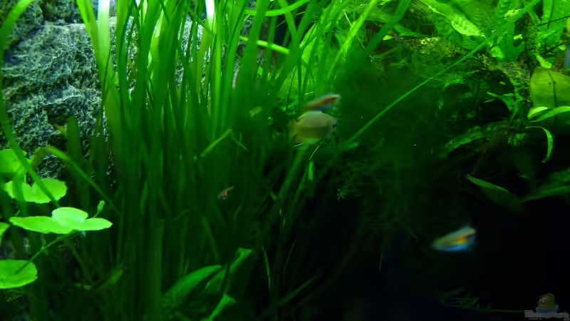 Besatz im Aquarium Micro-Dschungel von Steffen S. (22)