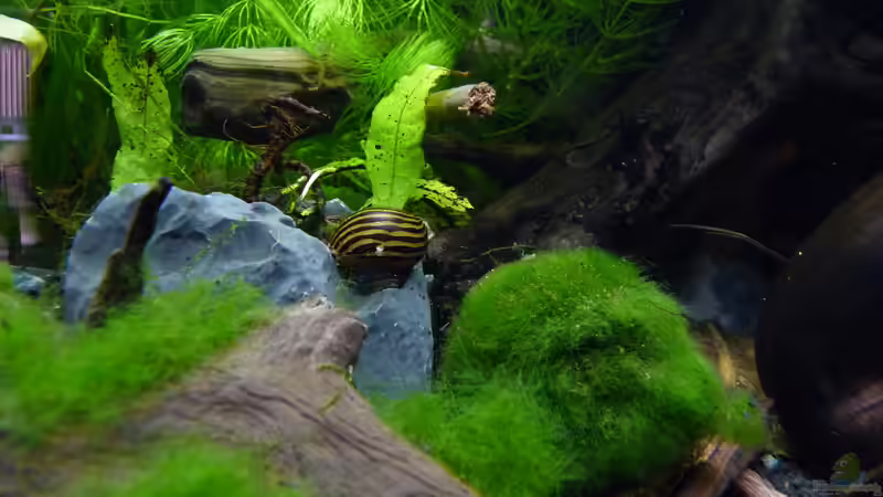 Besatz im Aquarium Micro-Dschungel von Steffen S. (23)
