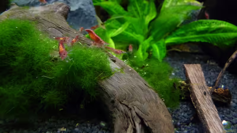 Besatz im Aquarium Micro-Dschungel von Steffen S. (24)