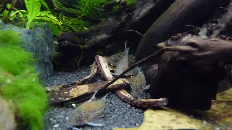 Besatz im Aquarium Micro-Dschungel von Steffen S. (28)