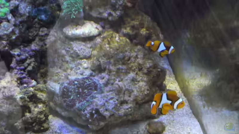 Besatz im Aquarium Midi-Cube Meerwasser von Dr. Manhattan (27)