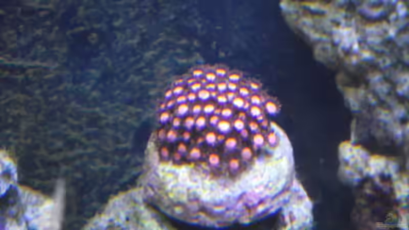 Besatz im Aquarium Midi-Cube Meerwasser von Dr. Manhattan (28)