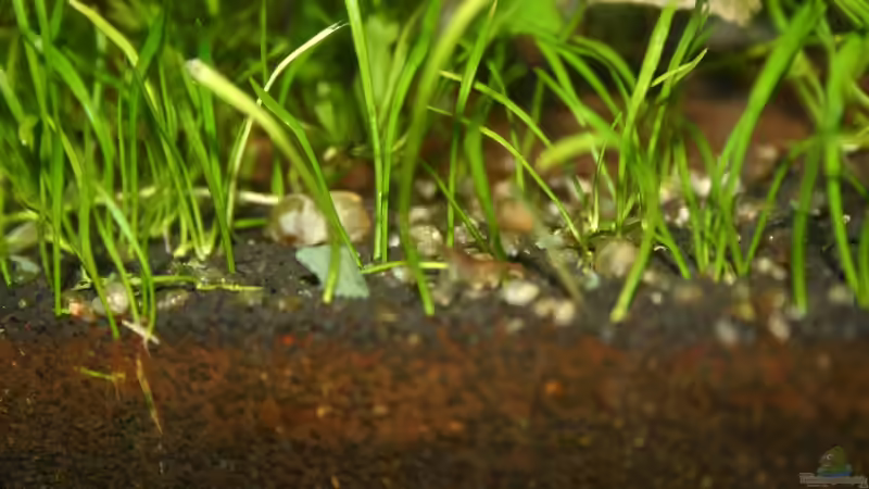 Besatz im Aquarium Mikrokosmos 1.0 von Akula (15)