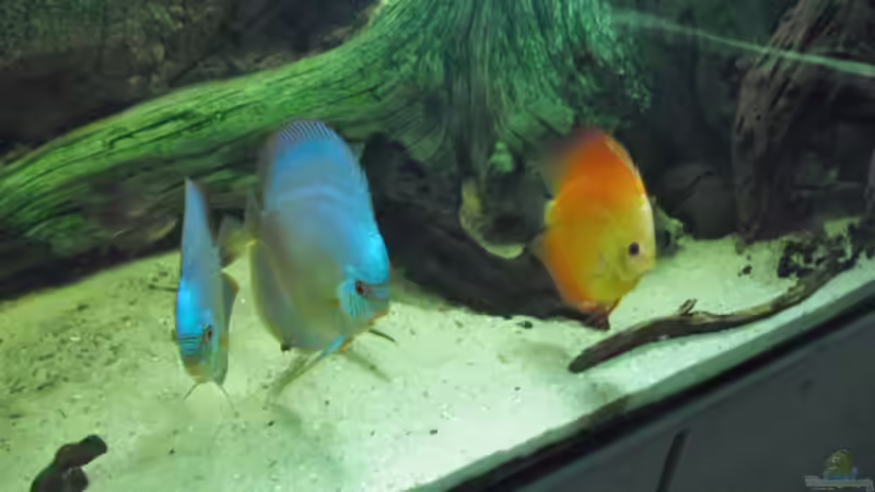 Besatz im Aquarium mini amazonas von Christian Fries (13)