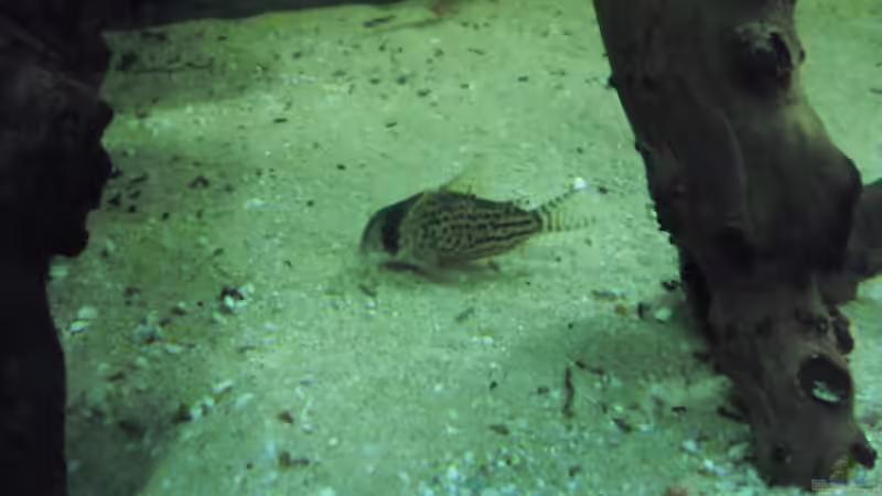 Besatz im Aquarium mini amazonas von Christian Fries (14)