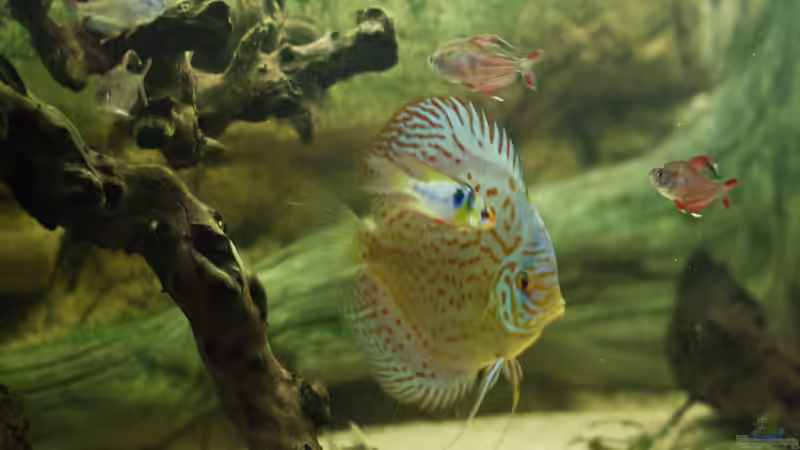 Besatz im Aquarium mini amazonas von Christian Fries (19)