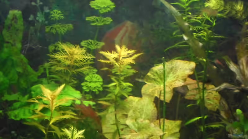 Besatz im Aquarium mini becken von kleines becken (6)