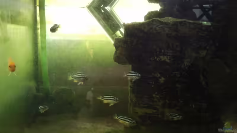 Besatz im Aquarium mini-finkys von finky (3)