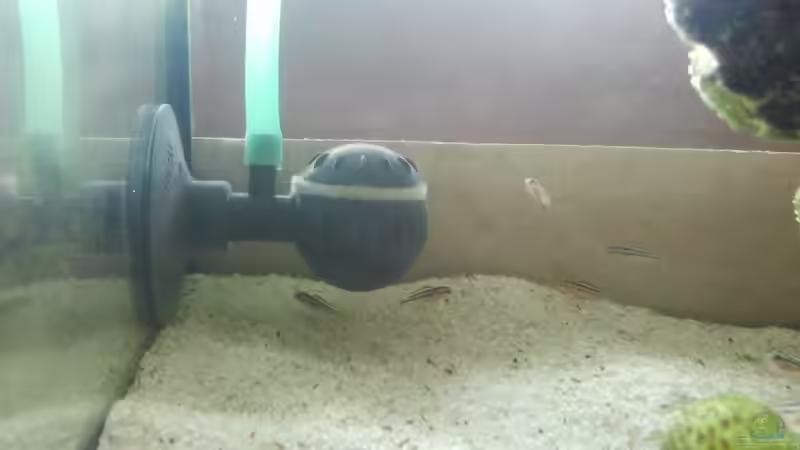 Besatz im Aquarium mini-finkys von finky (4)