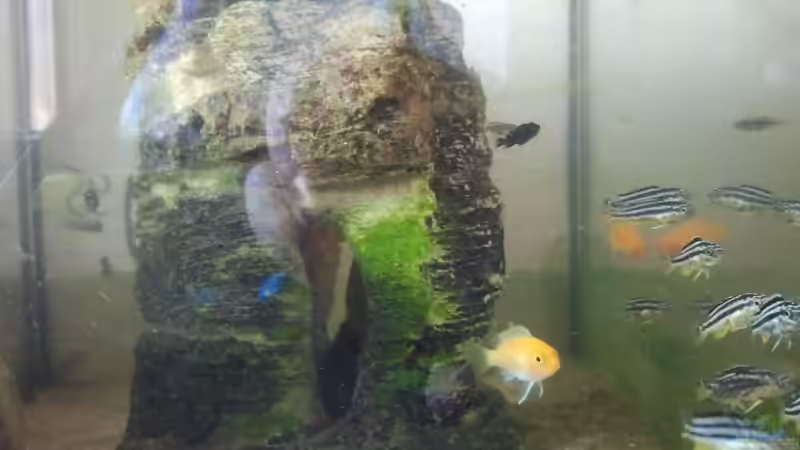 Besatz im Aquarium mini-finkys von finky (6)
