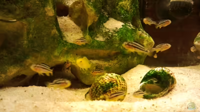 Besatz im Aquarium mini-finkys von finky (8)
