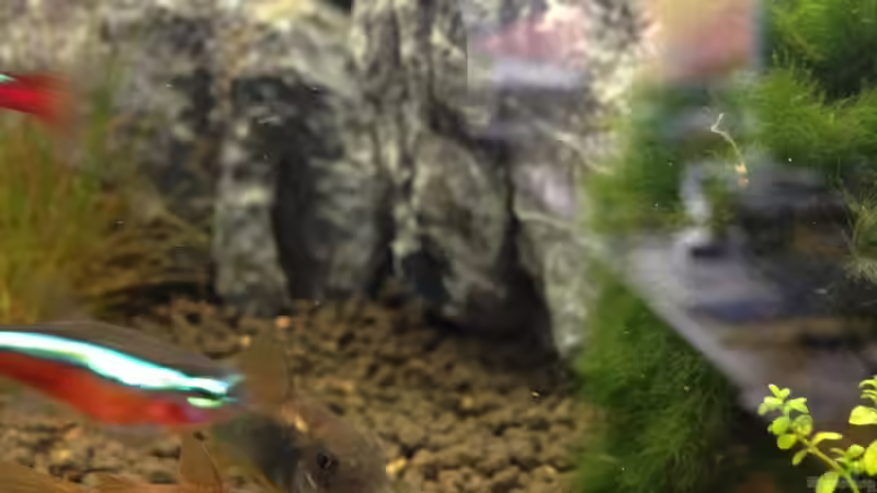 Besatz im Aquarium Minigebirge von chewi86 (4)