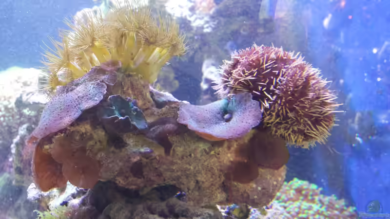 Besatz im Aquarium minireef von Nigel Friss (10)