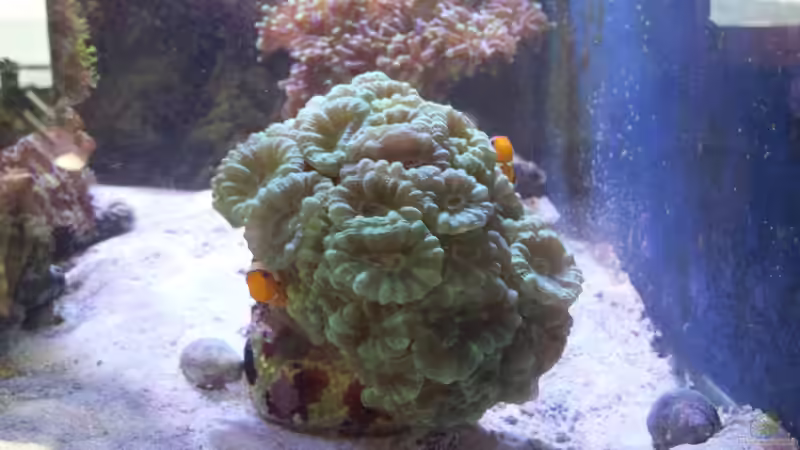 Besatz im Aquarium minireef von Nigel Friss (11)