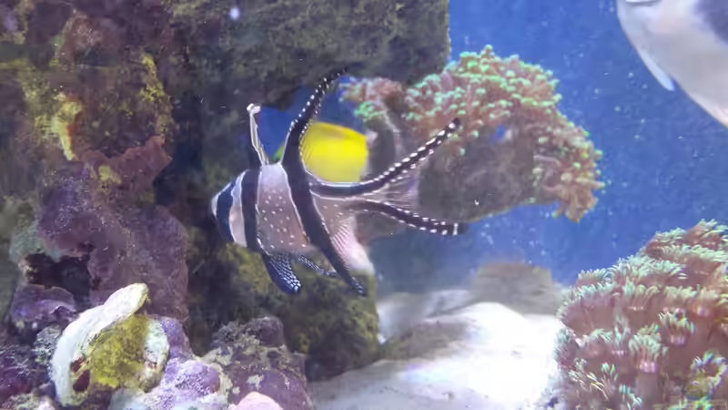 Besatz im Aquarium minireef von Nigel Friss (12)