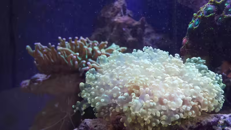Besatz im Aquarium minireef von Nigel Friss (13)