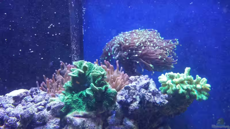 Besatz im Aquarium minireef von Nigel Friss (14)