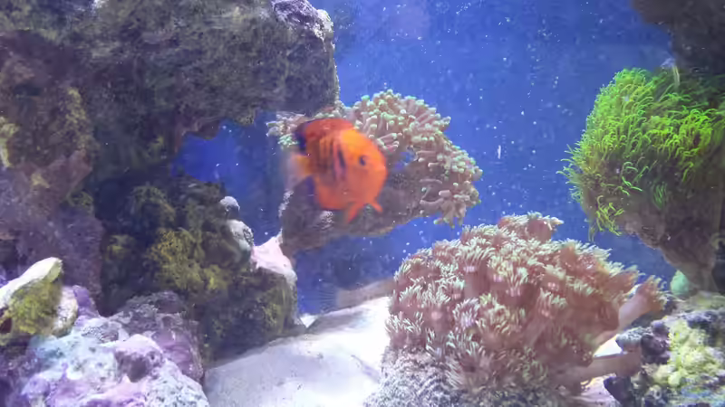 Besatz im Aquarium minireef von Nigel Friss (15)